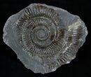 Inch Dactylioceras Ammonite In Concretion #2095-2